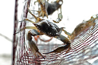 "Crabbing on the Chesapeake Bay" 2013