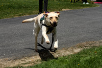 Susquehanna Service Dogs "Partner Day 2015" "Training"