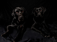 SSD Foxtrot and SSD Lovell "Black Labs"