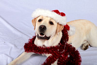 SSD Patriot Susquehanna Service Dogs "Getting Ready for the Holidays" 2015