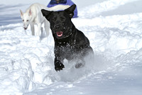SSD Eclipse & Parker Snow Day 2016-Susquehanna Service Dogs