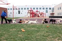 School Yard Dogs Easter 2023