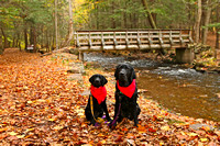 SSD Lovell and SSD Jersey Ricketts Glen State Park Fall 2016