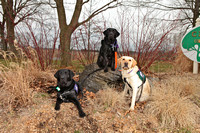 SSD Boomerang, SSD Harlem, & SSD Eclipse Susquehanna Service Dogs "The Boys"  Back  Together March 2
