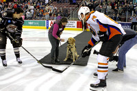 Susquehanna Service Dogs SSD Gordon "Drops the Puck" at the Hershey's Bears Hockey Game 2018