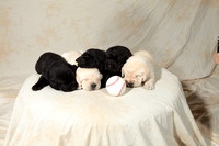 Cooperstown Pups 3 Weeks Old Susquehanna Service Dogs 2018
