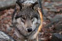 "Lakota Wolf Preserve"  2013