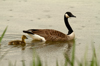 "Geese at the Lake" May 2014