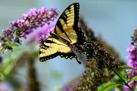 "Butterfly Bush"