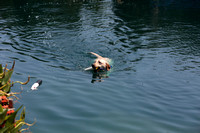 Barkby Park Swim Outing South Central Puppy Raisers July 2014