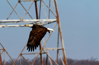 "Eagles" Conowingo Dam 12.21.2104
